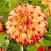 Dahlia Lady Darlene -Roots visi200659 darlene 8a875447 38b5 4e0c 9324 bfdd45ff83f2