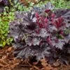 Heuchera 'Timeless Night' 2 Heuchera 'Timeless Night' -Roots visi207047 1