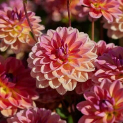 New Release 11 Dahlia 'Pacific View'
