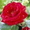'Lucky Charm' Hybrid Tea Rose -Roots visi24142 lucky charm