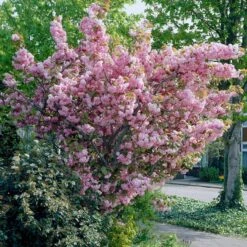 New Release 7 Japanese Cherry Blossom Tree | Prunus Serrulata 'Kanzan'