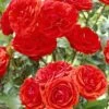 'Trumpeter' Floribunda Rose 1 'Trumpeter' Floribunda Rose -Roots visi25890 trumpeter