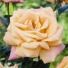'Niceday' Patio Climbing Rose 2 'Niceday' Patio Climbing Rose -Roots visi25908 nice day