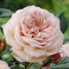 'It's A Wonderful Life' Floribunda Rose 2 'It's A Wonderful Life' Floribunda Rose -Roots visi28368 wonderful life