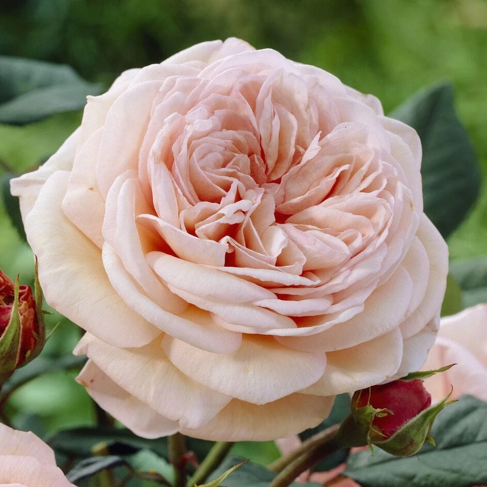 'It's A Wonderful Life' Floribunda Rose 3 'It's A Wonderful Life' Floribunda Rose