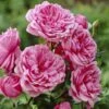 'Soul' Shrub Rose 1 'Soul' Shrub Rose -Roots visi28374 soul