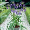 Agapanthus 'Purple Heart' | 3L 2 Agapanthus 'Purple Heart' | 3L -Roots visi28675