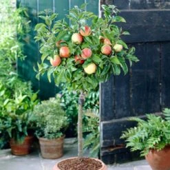 'Discovery' Semi-Dwarf Apple Tree 12 'Discovery' Semi-Dwarf Apple Tree -Roots visi28809 discovery