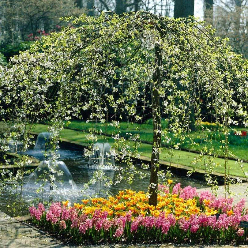 'Sun Rival' Crabapple Tree 3 'Sun Rival' Crabapple Tree