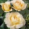 'Queen Bee' Floribunda Rose 2 'Queen Bee' Floribunda Rose -Roots visi34976 queen bee
