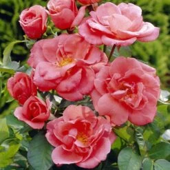 'Secret Smile' Floribunda Rose