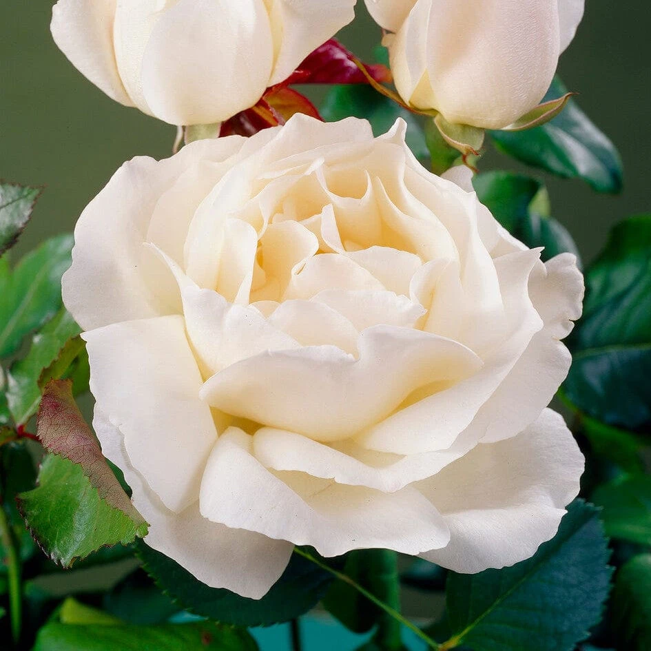 'Patio Hit Georgia' Patio Shrub Rose 5 'Patio Hit Georgia' Patio Shrub Rose - Image 3