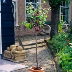 Award Winning Patio Fruit Tree Collection | Cherry, Pear & Plum | Growers' Choice 14 Award Winning Patio Fruit Tree Collection | Cherry, Pear & Plum | Growers' Choice -Roots visi35980 victoria