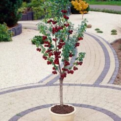 Award Winning Patio Fruit Tree Collection | Cherry, Pear & Plum | Growers' Choice 13 Award Winning Patio Fruit Tree Collection | Cherry, Pear & Plum | Growers' Choice -Roots visi35989