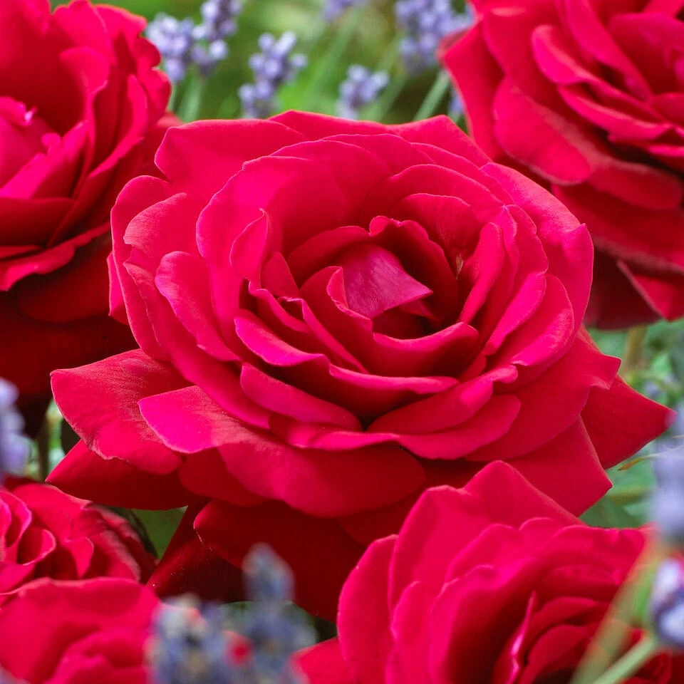 'Parade Karla' Patio Shrub Rose 7 'Parade Karla' Patio Shrub Rose - Image 5