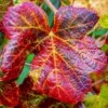 Ornamental Grape Vine | Vitis 'Brant' -Roots vitis brant