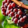 'Autumn Royal' Seedless Grape Vine 2 'Autumn Royal' Seedless Grape Vine -Roots vitisautumnroyal1