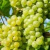 'Chardonnay' Grape Vine 2 'Chardonnay' Grape Vine -Roots vitischardonnay1