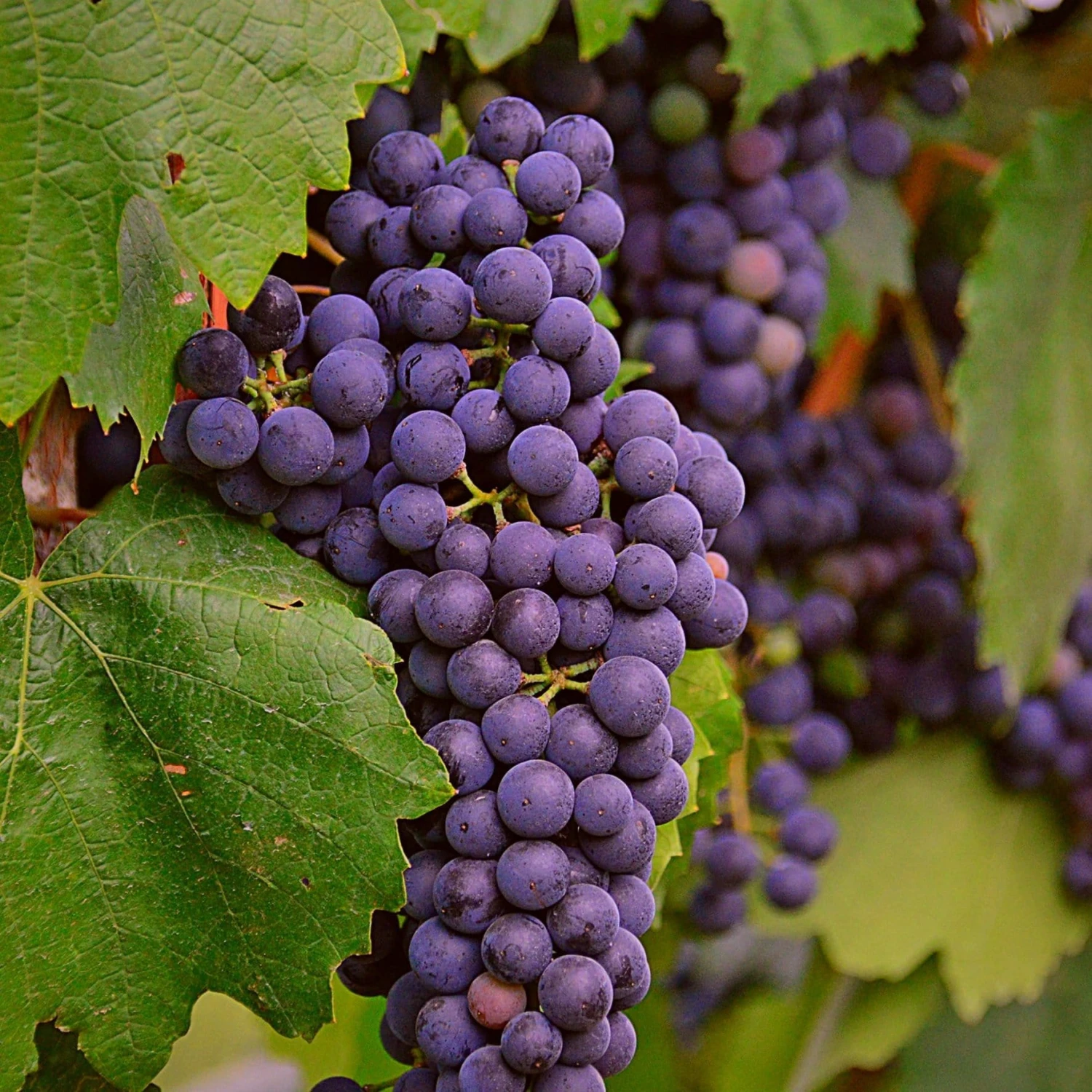 'Regent' Grape Vine 3 'Regent' Grape Vine