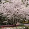 White Winter Flowering Cherry Tree | Prunus Subhirtella 'Autumnalis' -Roots whitewinter 1