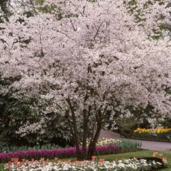 New Release 1 White Winter Flowering Cherry Tree | Prunus Subhirtella 'Autumnalis'