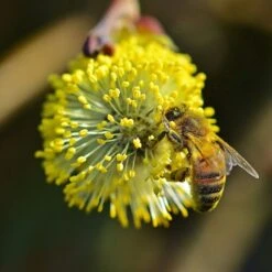 Best Mixed Native Wildlife Hedging | Growers' Choice 17 Best Mixed Native Wildlife Hedging | Growers' Choice -Roots willow tortousa