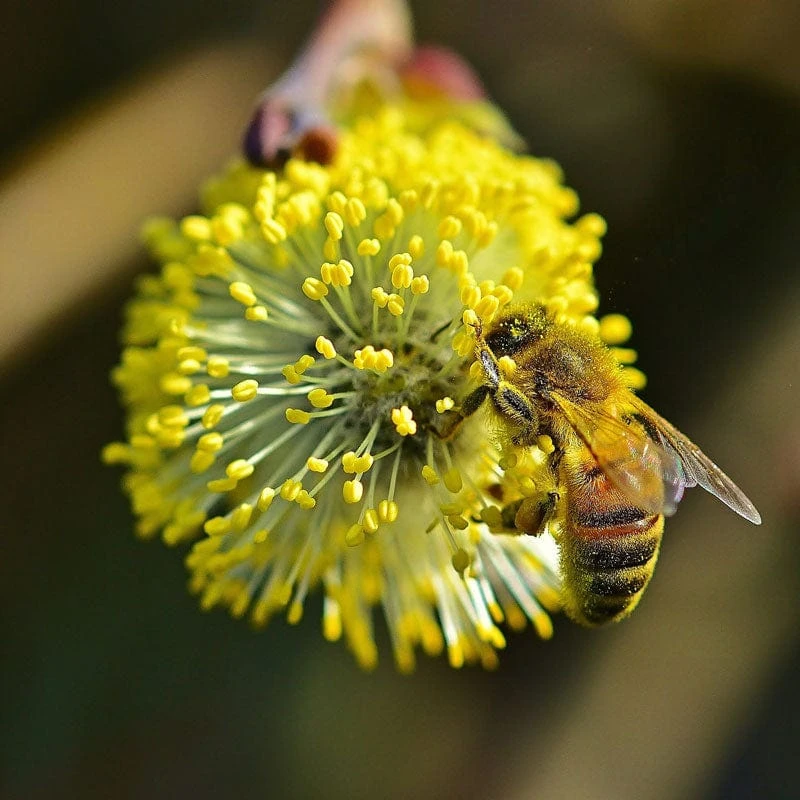 Best Mixed Native Wildlife Hedging | Growers' Choice 10 Best Mixed Native Wildlife Hedging | Growers' Choice - Image 8