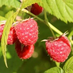 'Yummy' Patio Raspberry Plant 12 'Yummy' Patio Raspberry Plant -Roots yummy1