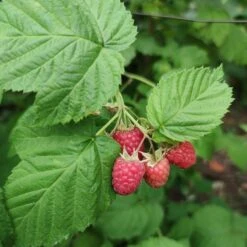'Yummy' Patio Raspberry Plant 10 'Yummy' Patio Raspberry Plant -Roots yummy2