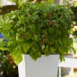 'Yummy' Patio Raspberry Plant 11 'Yummy' Patio Raspberry Plant -Roots yummy2 ab3b9673 1f5b 4caa a169 4e8b735fd36b