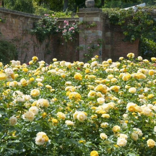 Front Page 16 Front Page -Roots elbo65560 absolutely fabulous 510x510 1