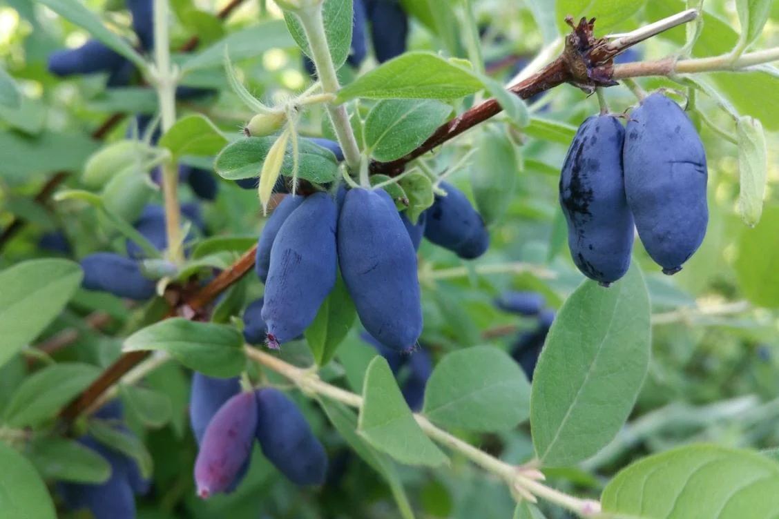 Front Page -Roots honeyberries c96c7eb5 7a22 4896 a094 9aa2895f56dc