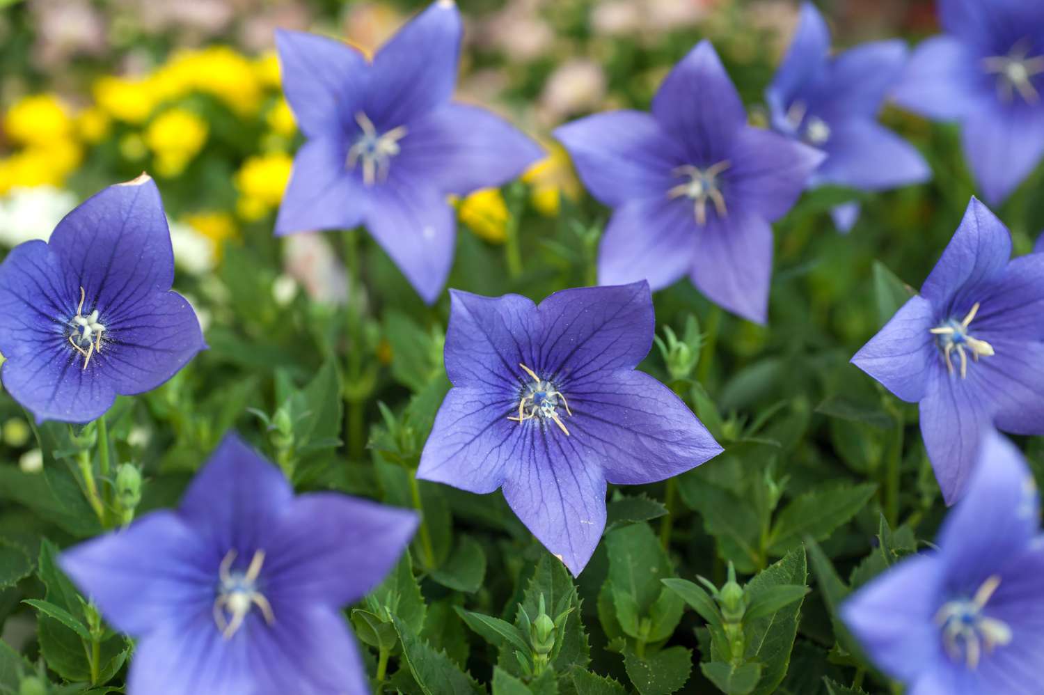 Front Page 1 Front Page -Roots longest lived perennial flowers 1316055 hero 9edb2264c2f140d4acc191aeead38c1a